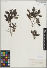 Foto von Salix myrsinifolia Salisb.